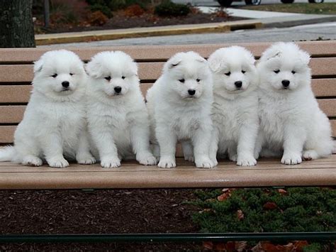 Understanding the Price Differences Between Male and Female White Magic Samoyeds